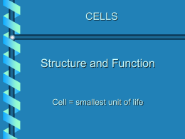 Function of the Cell Membrane