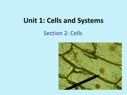 b. Section 1.2 Cells