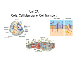 The CELL MEMBRANE