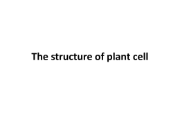 The structure of plant cell The Structure Plant Cell Parts of Plant Cell
