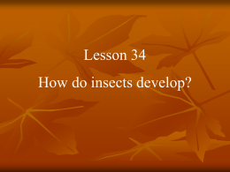All insects develop from eggs.
