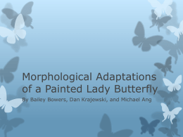 Morphological Adaptations Powerpoint