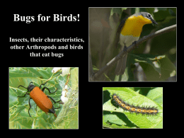 Bugs for Birds! Insects, their characteristics, other