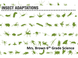 Insect Adaptations - Perry Local Schools