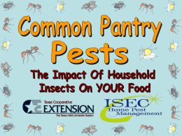 Pantry Pests – 14 slides