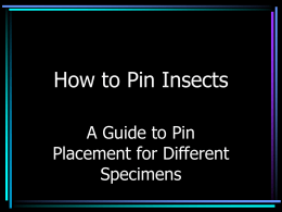 How to Pin Insects - College of Natural Resources