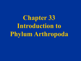 Chapter 33 Introduction to Phylum Arthropoda