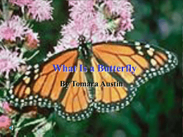 What Is a Butterfly