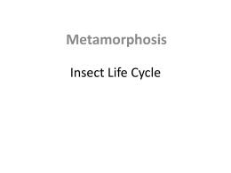 Insect Life Cycle - Oracle Application Server