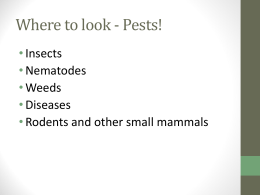 Where to look - Pests! - Effingham County Schools
