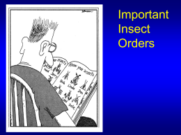 Basic Entomology