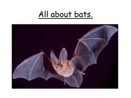 All about bats.
