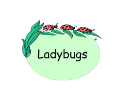 What are the parts of a ladybug? - bailey