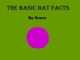 The basic Bat Facts