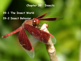 Ch 39 insects
