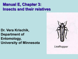 Insects and Their Relatives (manual E, chapter 3)