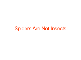 Spiders (eng)