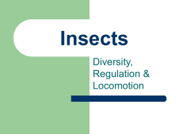 Insects - Biology Junction