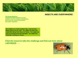 Ladybugs - Welcome to Reyli Family Website