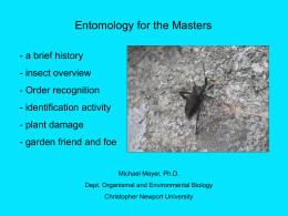 Insects (15Mb ppt)