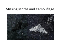 Missing Moths and Camouflage - ms-s-hall