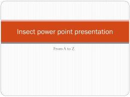 Insect power point presentation