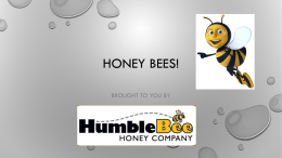 HONEY BEES!x