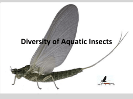 Diversity of Aquatic Insects
