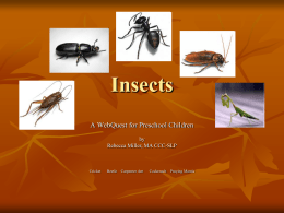 WebQuest_-_Insects.pps