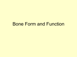 Bone Form and Function