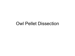 OwlPelletDissection