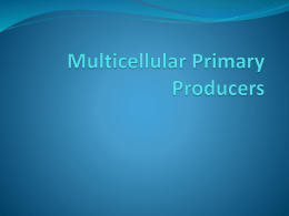 Multicellular Primary Producers