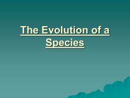 The Evolution of a Species