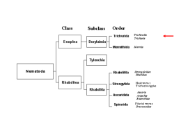 lecture_21_Mar_ 03_nematodes_Trichinella