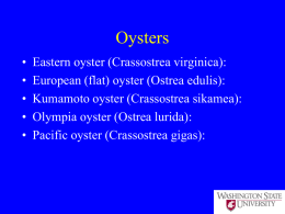 triploid oysters