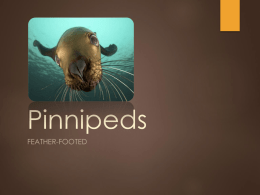 Pinnipeds for Swiftx