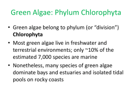 Green Algae: Phylum Chlorophyta