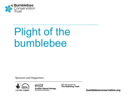 Presentation - Bumblebee Conservation Trust