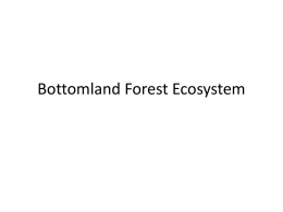 Bottomland Forest Ecosystem