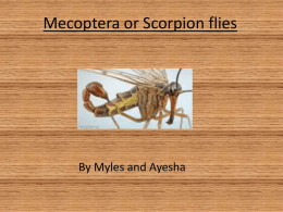 Mecoptera or Scorpion flies
