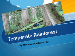 Temperate Rainforest  - 19-028
