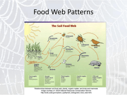 Food Webs: explanations