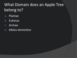 What Domain does an Apple Tree belong to?
