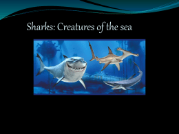 Sharks: Creatures of the sea