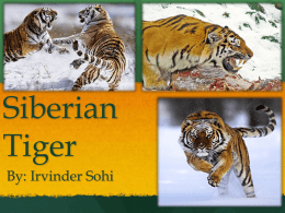 Biology Siberian Tiger