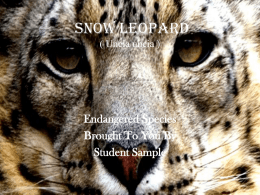 Snow Leopard ( Uncia uncia )