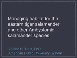 Managing habitat for Eastern tiger & other Ambystomid salamanders