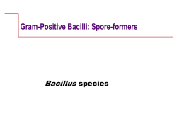 Gram Positive Bacilli: Sporeformers