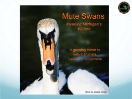 Mute Swan PowerPoint