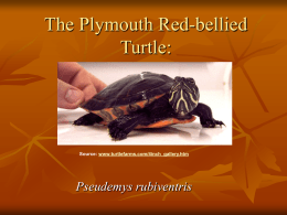 on the Plymouth Red-bellied Turtle